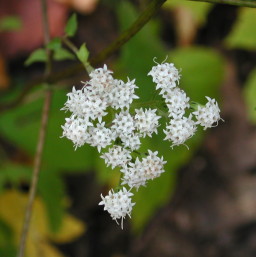 eupatorium