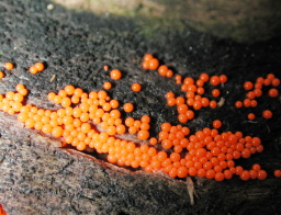 Slime Mold