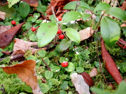 wintergreen & partridge berry