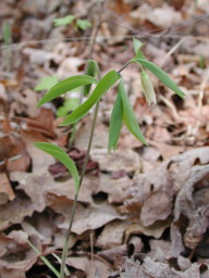 Bellwort