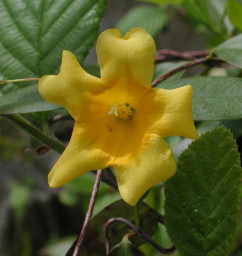 Yellow jessamine