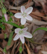 spring beauty