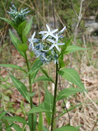 blue flower