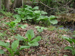 skunk cabbage