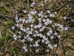 bluets