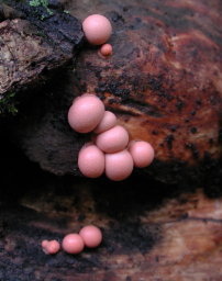 Slime Mold