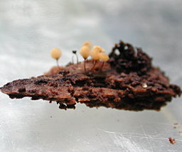 Slime Mold