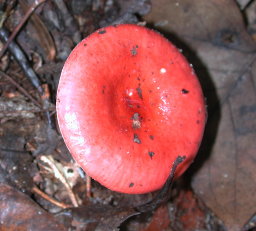 Red Mushroom