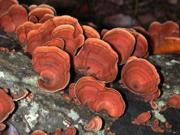 Fungus