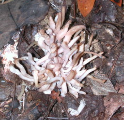 Fungus