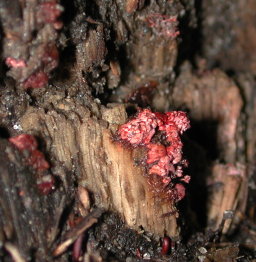 Fungus