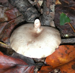 Fungus