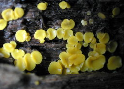 Fungus