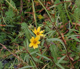 Tickseed sunflower