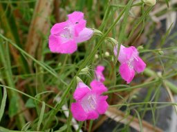 Purple false Foxglove