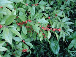 winterberry holly