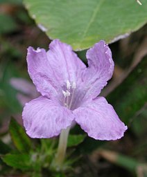 Hairy Ruellia