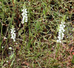 Ladies tresses