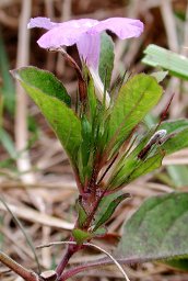 Hairy Ruellia