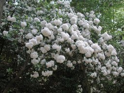 Mountain Laurel