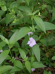 Smooth Ruellia