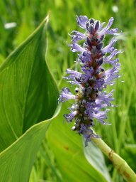 pickerel weed