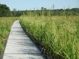 along the boardwalk