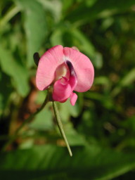 red flowered vine