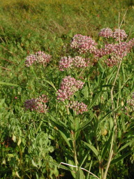 swamp milkweed