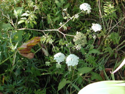 water hemlock