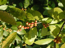 winterberry holly
