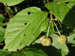button bush