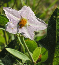 horse nettle